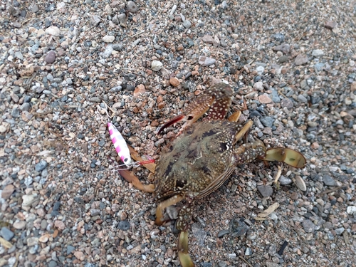 ワタリガニの釣果