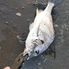 キビレの釣果