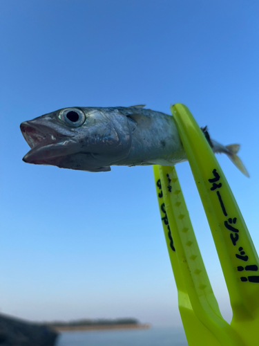 サバの釣果