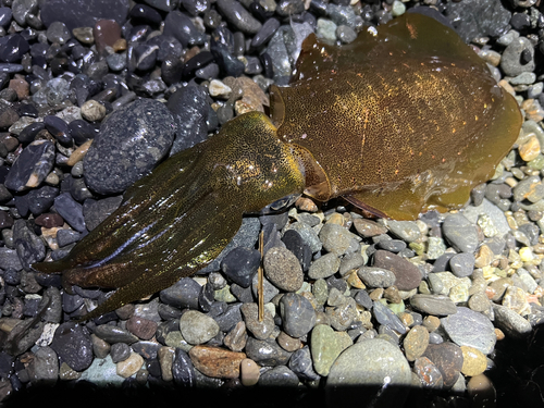 アオリイカの釣果