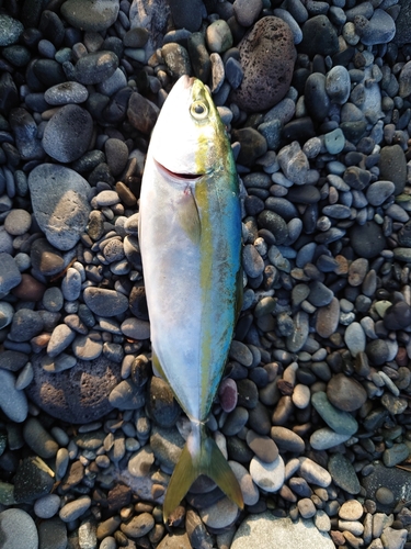 ワカシの釣果