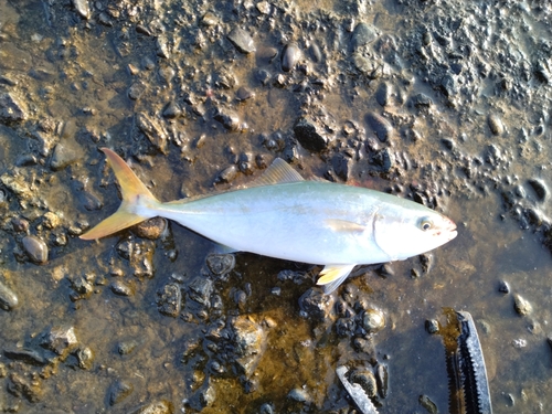 ワカシの釣果