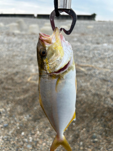 ネリゴの釣果