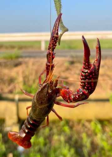 アメリカザリガニの釣果