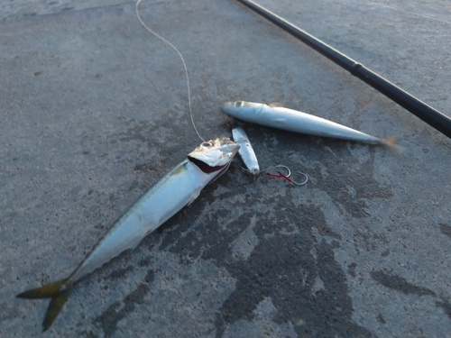 サバの釣果