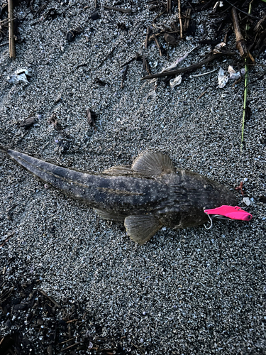 マゴチの釣果