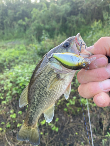 ラージマウスバスの釣果