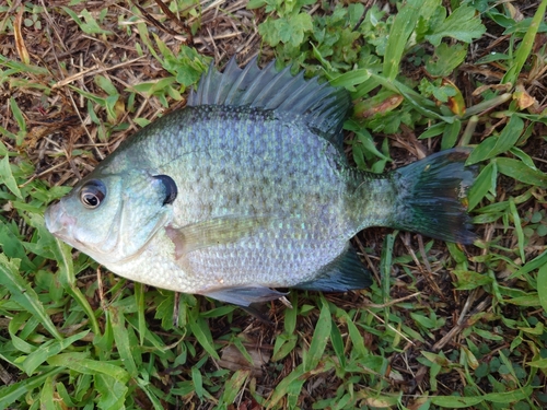 ブルーギルの釣果