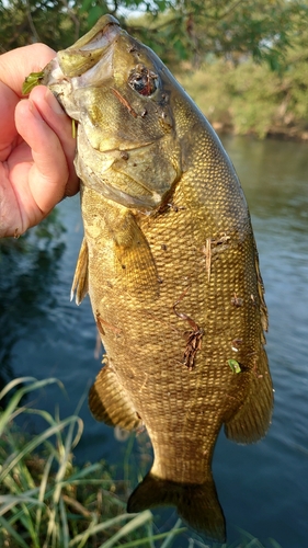 スモールマウスバスの釣果