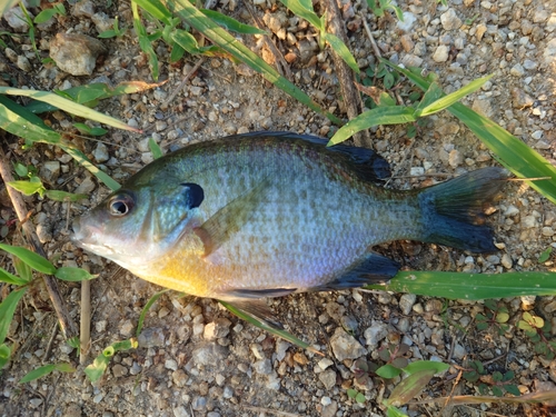 ブルーギルの釣果