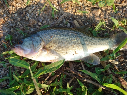 ブラックバスの釣果