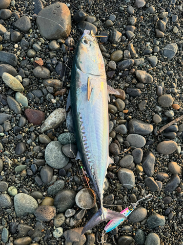 ソウダガツオの釣果