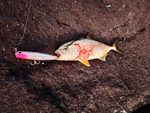 ショゴの釣果