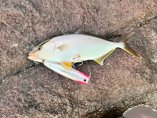 ショゴの釣果