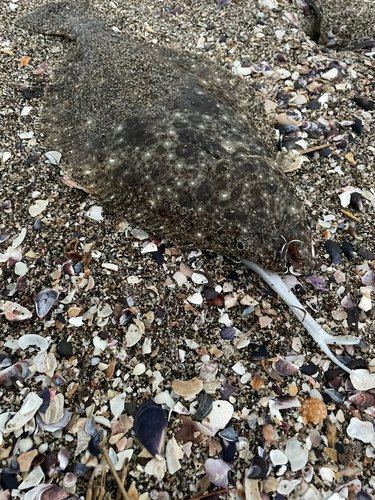 ヒラメの釣果