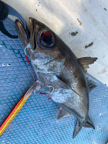 クロムツの釣果