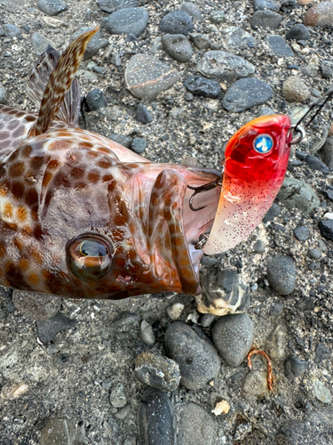 オオモンハタの釣果