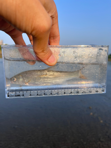 ウグイの釣果