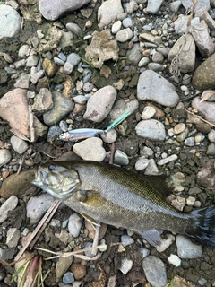 スモールマウスバスの釣果