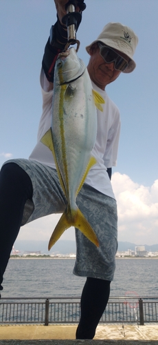 ハマチの釣果