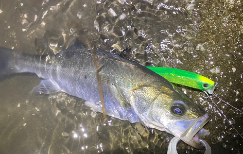 シーバスの釣果