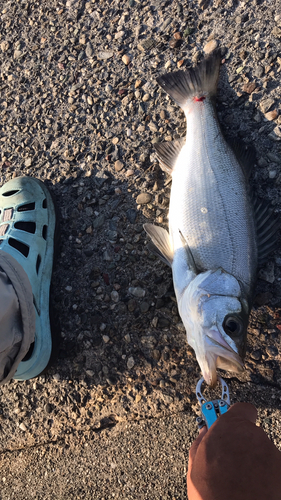 セイゴ（ヒラスズキ）の釣果