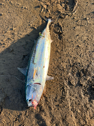 マルソウダの釣果