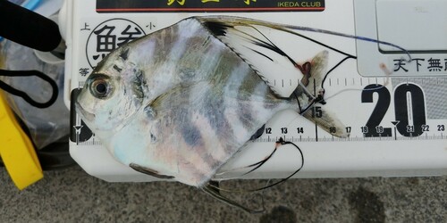 イトヒキアジの釣果