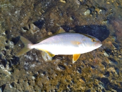 ショゴの釣果