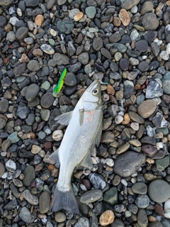 セイゴ(ヒラスズキ)の釣果