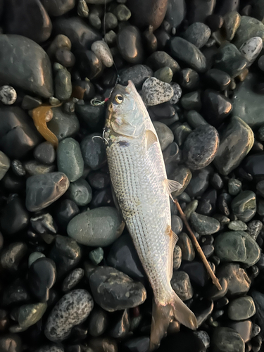 コノシロの釣果