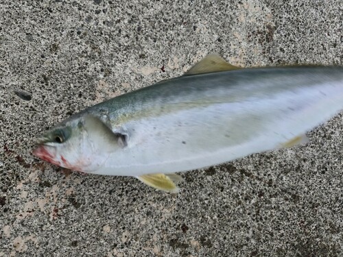 ツバスの釣果