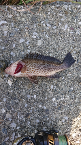 オオモンハタの釣果