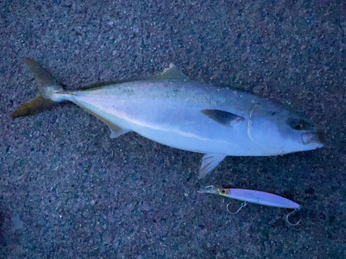 ハマチの釣果