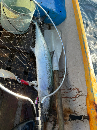 サワラの釣果