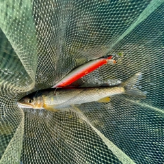 アユの釣果