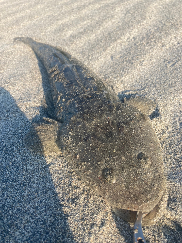 マゴチの釣果