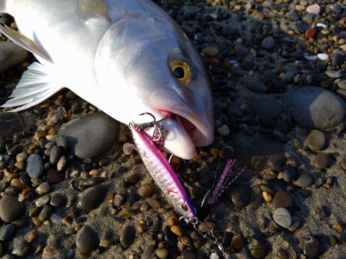 ショゴの釣果