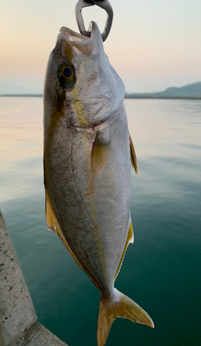 ネリゴの釣果