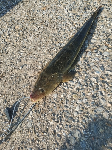 マゴチの釣果