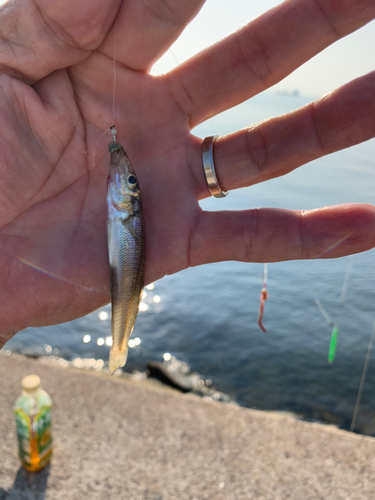 キスの釣果