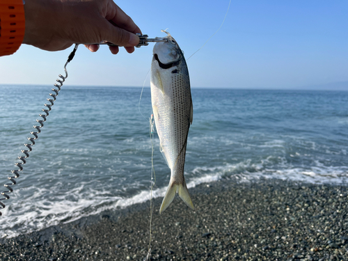 コノシロの釣果