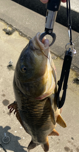 コイの釣果