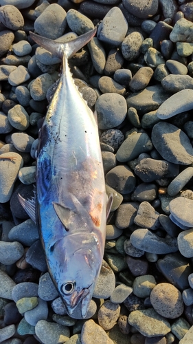 ソウダガツオの釣果