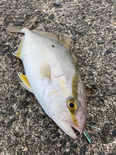 ショゴの釣果