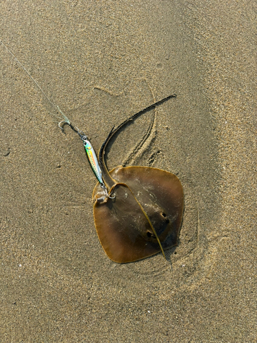 エイの釣果