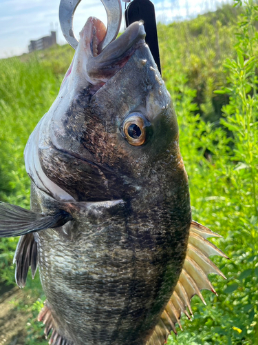 釣果