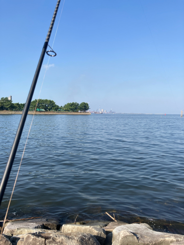 ハゼの釣果