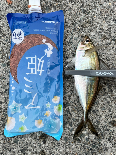 マアジの釣果