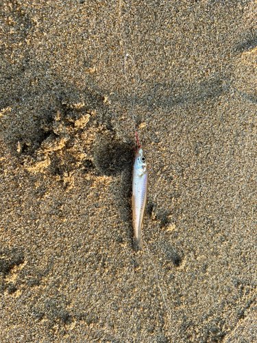 キスの釣果